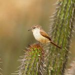 Estudio de recursos naturales, arqueológicas y culturales de alto valor para la comunidad agrícolas Los Choros